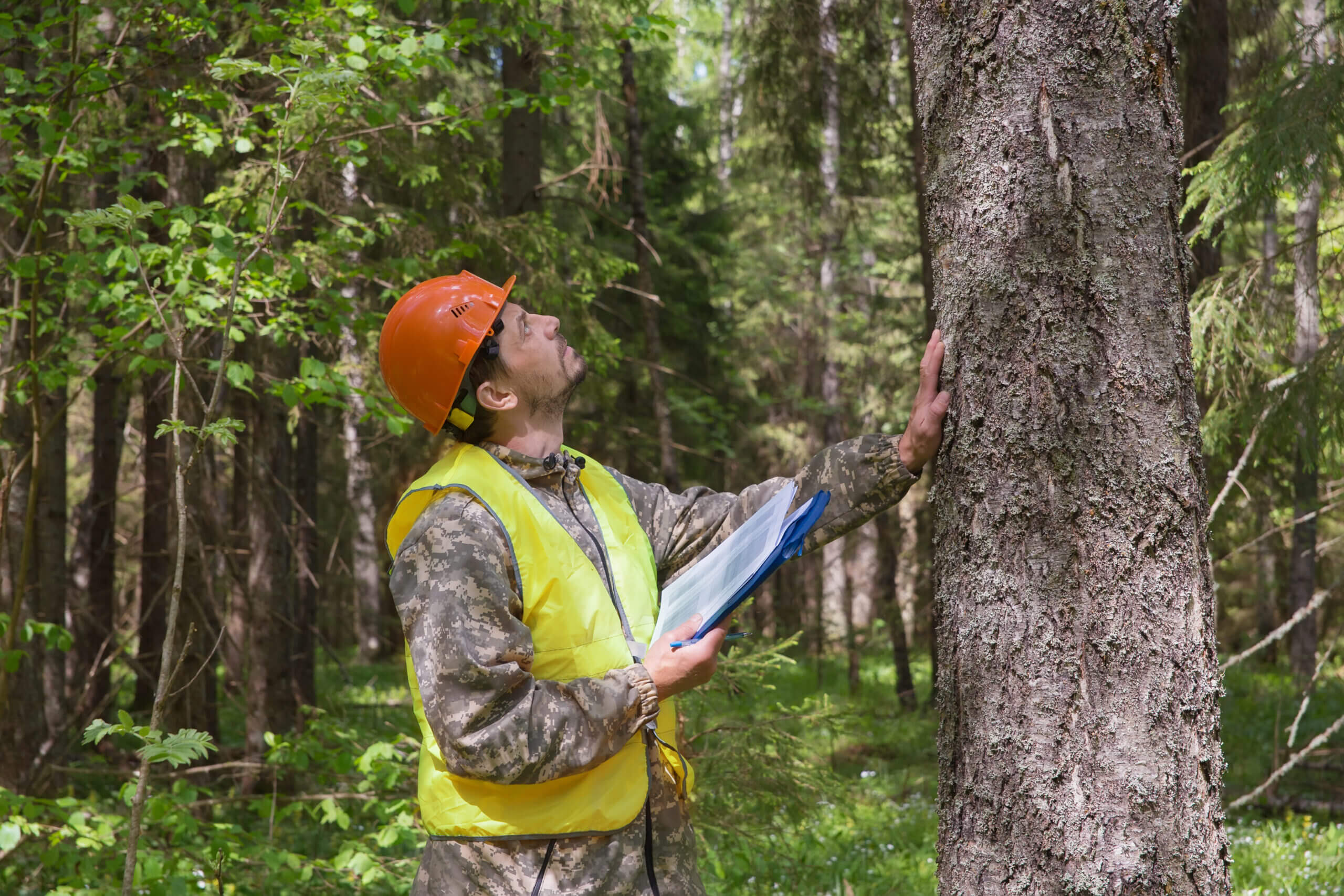Colorado Arborist Association
