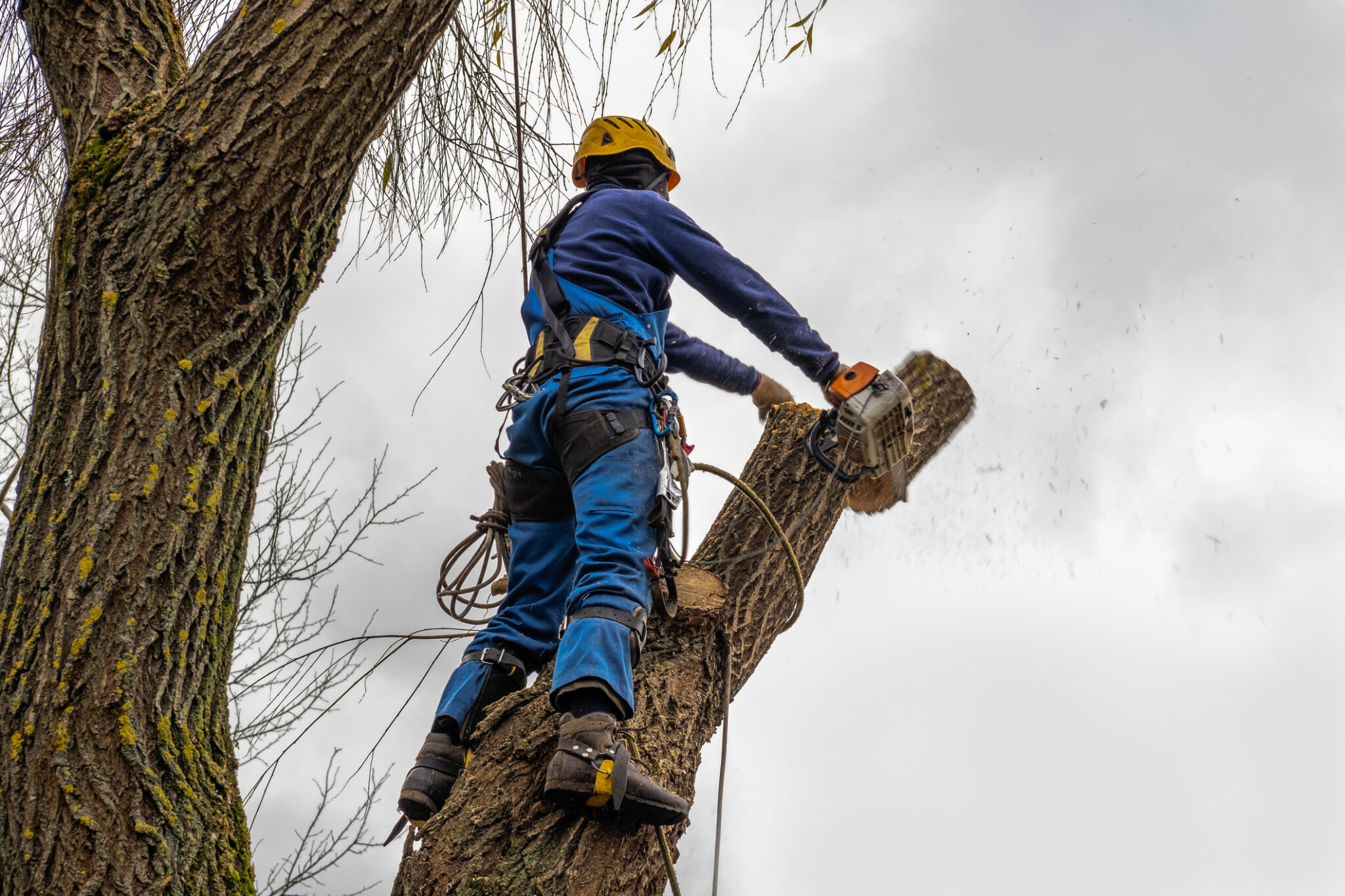 Colorado Arborist Association Colorado Arborist Association