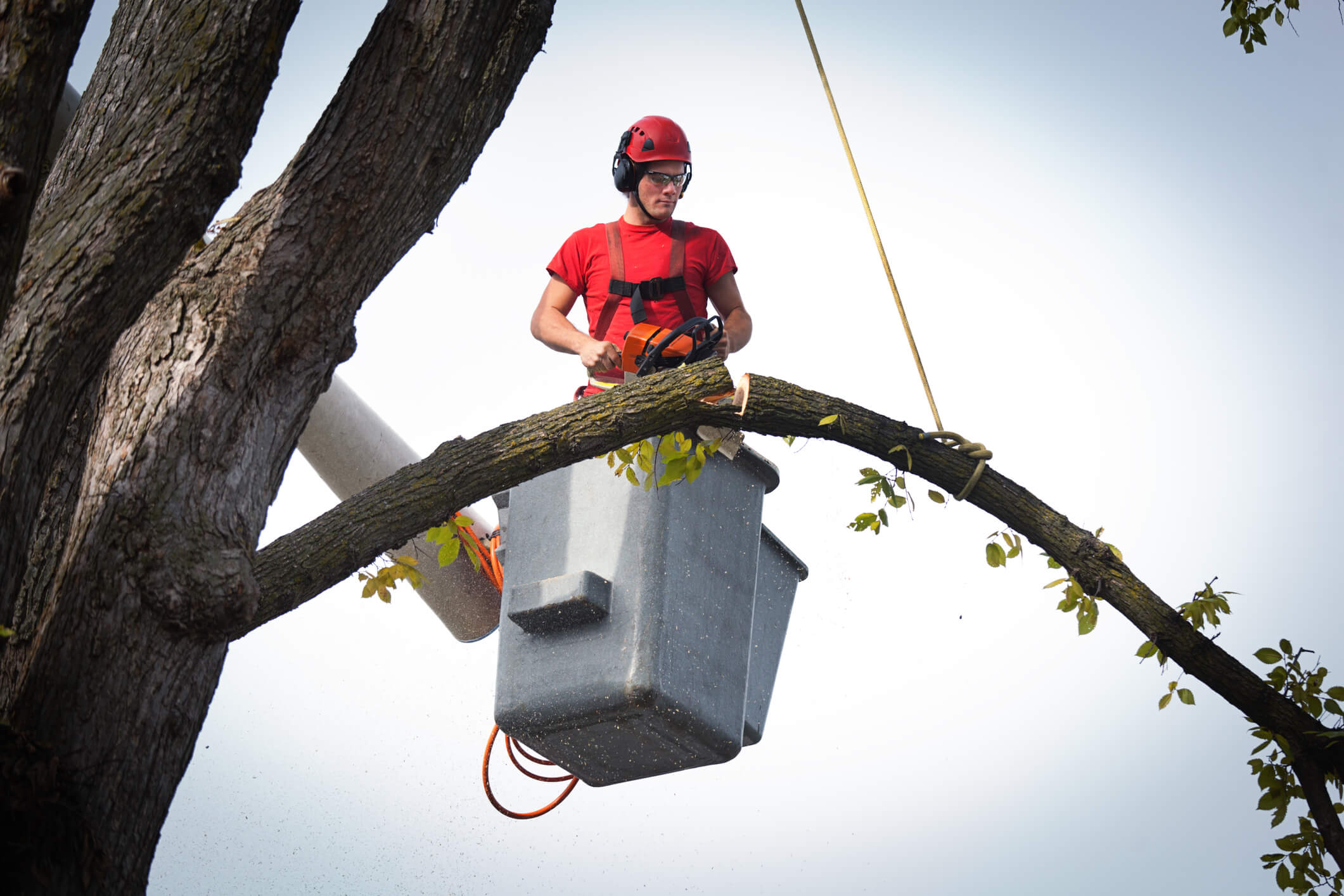 Colorado Arborist Association Colorado Arborist Association