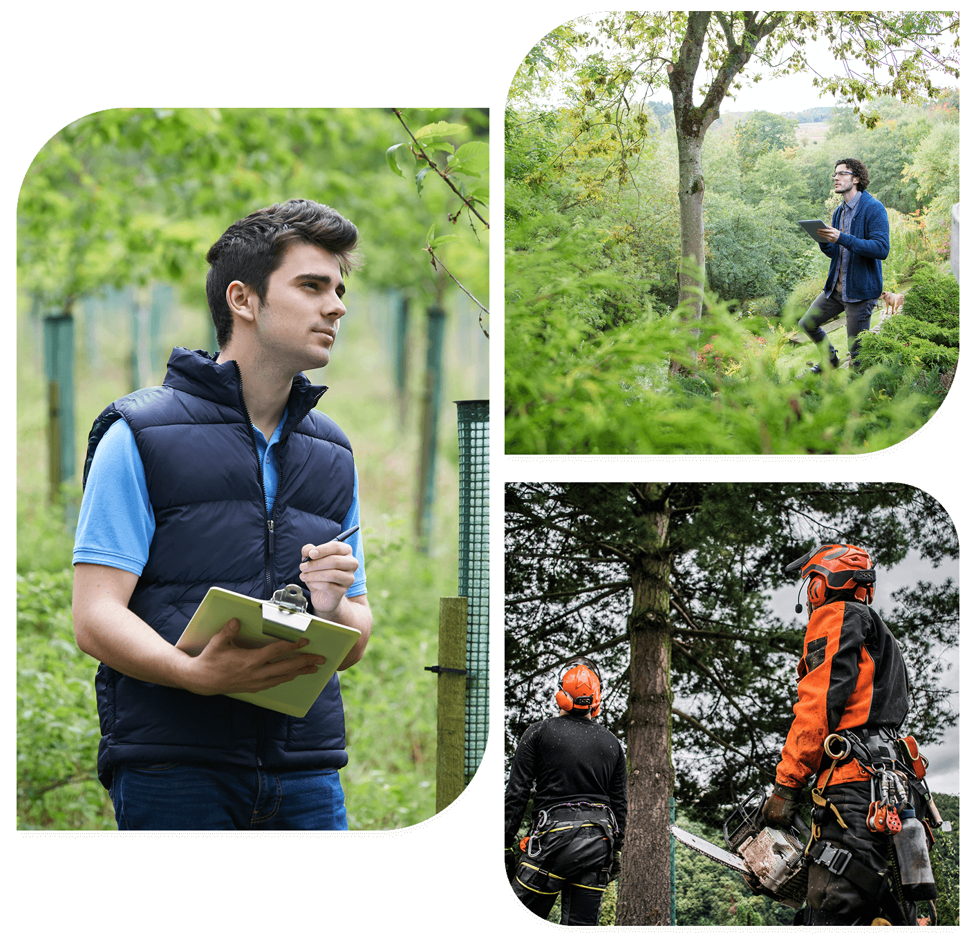 Colorado Arborist Association Colorado Arborist Association