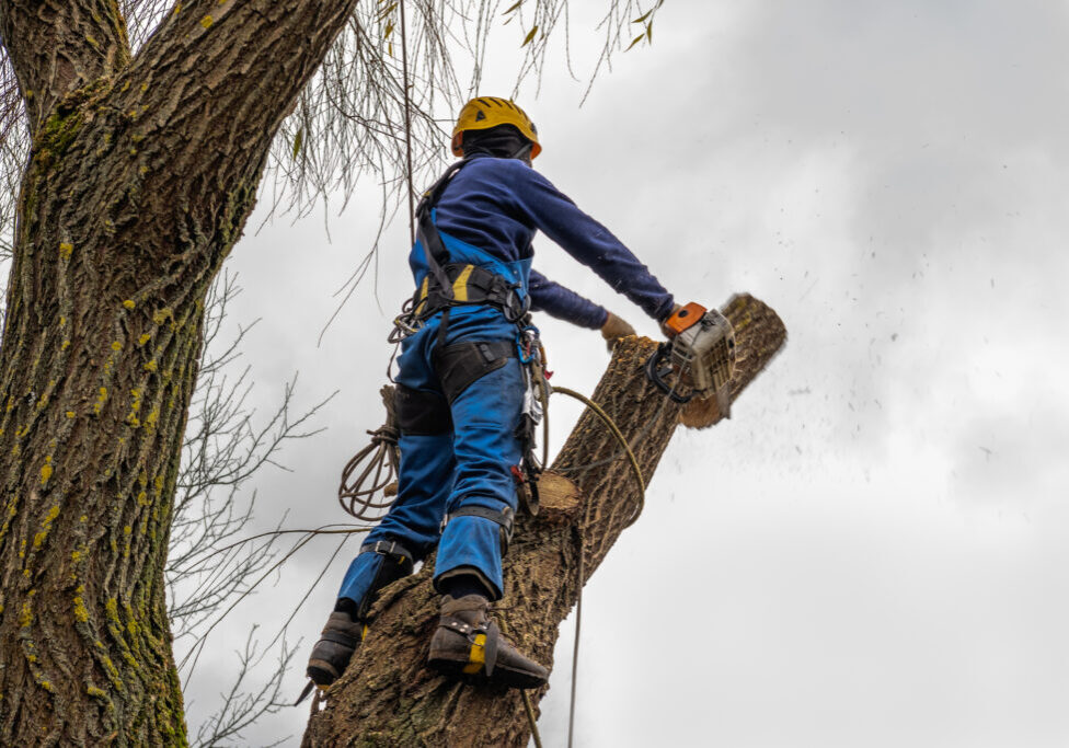 Colorado Arborist Association
